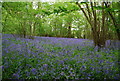 TQ1226 : Coppiced trees & Bluebells, Vale Wood by N Chadwick