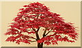SO7842 : This year's model; Acer palmatum 'Deshojo' by Jonathan Billinger