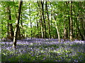 Bluebells at Coalpit Copse