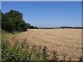 Field by Church Lane