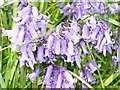 Wealden Bluebells