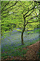 SK4338 : Bluebells and Young Beech by David Lally