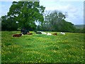 Cattle among the buttercups