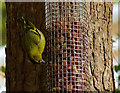 Siskin on feeder