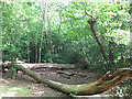 Fallen trees on Eltham Common