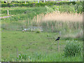 Birds in Sutcliffe Park