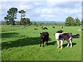 ST7023 : Cattle near Horsington by Nigel Mykura