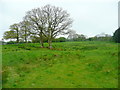 Not-so-rough pasture at Llwyncanol