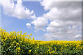 SS9969 : Oilseed Rape basking in spring sunshine west of St Athan by Mick Lobb