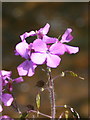 Honesty (Lunaria annua L.)