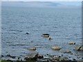 NR7270 : Seals sunbathing by Barry Boxer