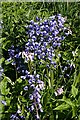 NJ6665 : Spanish Bluebells (Hyacinthoides hispanica) by Anne Burgess