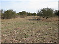 Typical scrubland at the Stonelees nature reserve