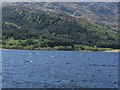 NM7768 : Forestry & Loch Shiel shore below Torran nam Mial by Phillip Williams