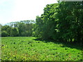 Woodland and Field, Kelleythorpe