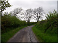 Trees on country road north of Trallwm