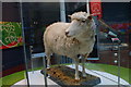 NT2573 : Dolly the sheep, National Museums of Scotland, Edinburgh by Mike Pennington