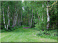 Birch woods near Chesterton, Shropshire