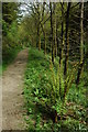 Forest path to Ruardean Hill