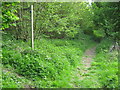 Footpath junction in Divan Wood