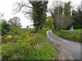 N2690 : Country lane at Polladooey by Oliver Dixon
