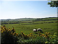 View south across pasture land in the direction of Parys Mountain