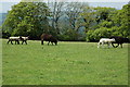 SO6117 : Sheep in a field near Ruardean by Philip Halling