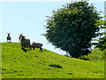 Sheep on the hillside