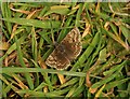 SX9066 : Butterfly, Barton tip by Derek Harper