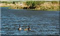 Canada Geese at Tarbolton Fishery