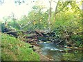 Flood debris in trees