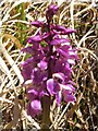 NS4377 : Early-purple orchid (Orchis mascula) by Lairich Rig