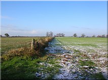 SE5946 : Between Bishopthorpe and Acaster Malbis by DS Pugh