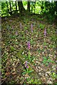 Moat Wood Orchid Patch