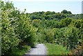 Saltwells Nature Reserve