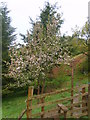 NY4222 : Apple Blossom by Michael Graham