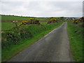 Gorse by the lane