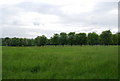 Line of trees near High Barn Farm