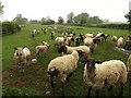 Assertive sheep at Stocklinch