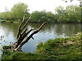 Trent Valley Way path at Clifton