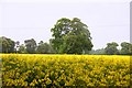 Field of rape near East Hendred