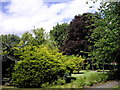 Trees in Vauxhall Park