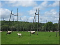 TQ7640 : Sheep in Hop Field by David Anstiss