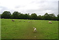 Sheep north of Horns Lodge Lane