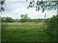 Lark Road seen across disused meadow