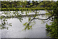 River Thurso upstream of road bridge