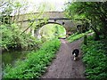 Wendover Arm of the Grand Union Canal: Wellonhead Bridge (No 7) from the West