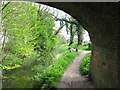 Wendover Arm: Looking East from under Bridge No 7