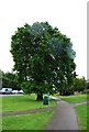 Large tree, Darenth Avenue