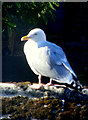 A Herring Gull